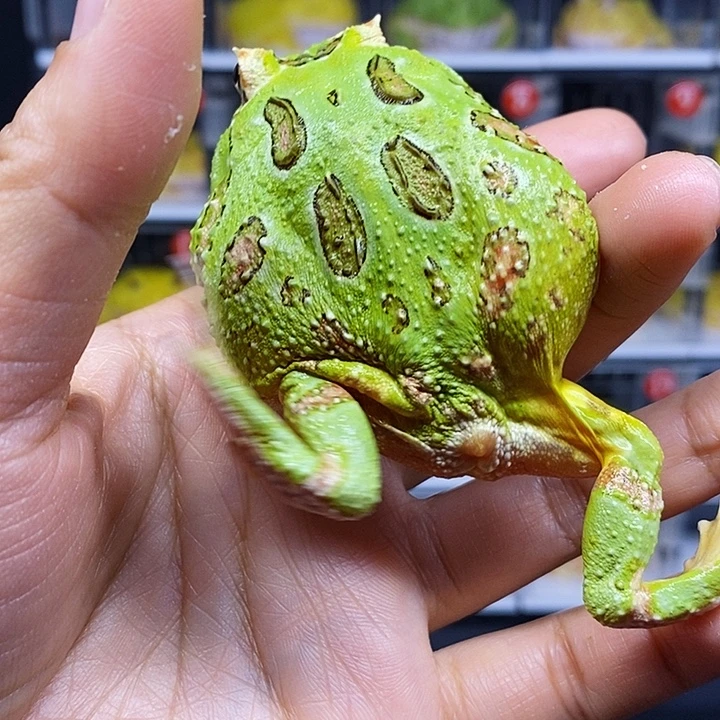 角蛙南美角蛙一个盒