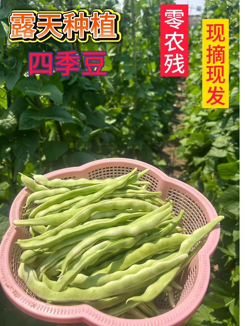 河南露天种植新鲜上市四季豆 白芸豆 新鲜采摘