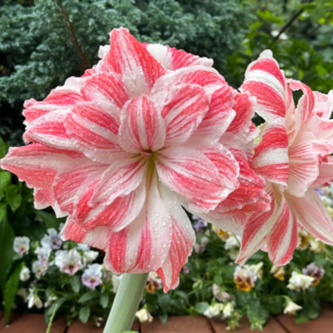 【惊奇铃声】朱顶红重瓣基地自然球