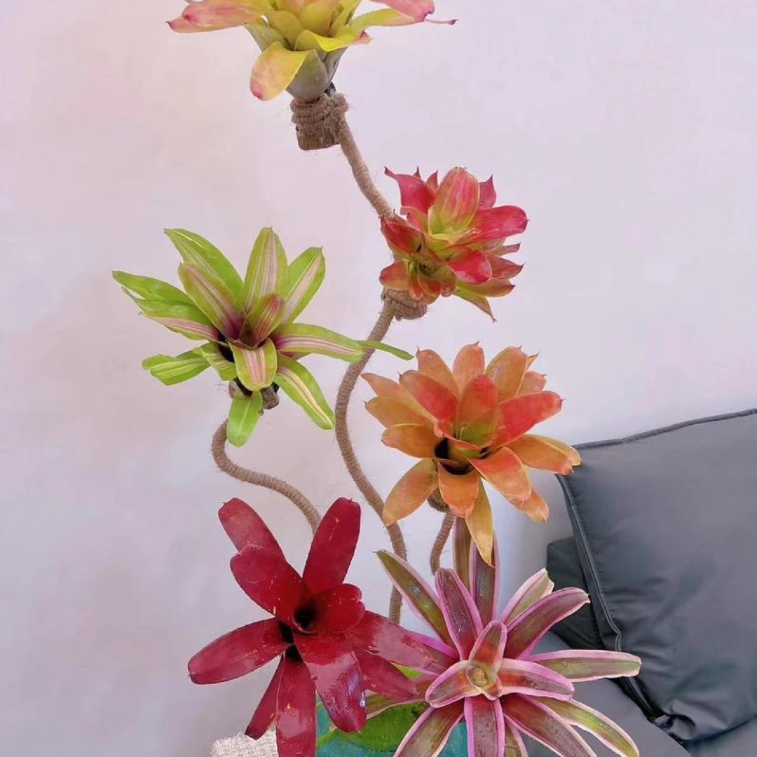 五头【积水凤梨】泰国进口空气凤梨五彩积水凤梨植物雨林景植物