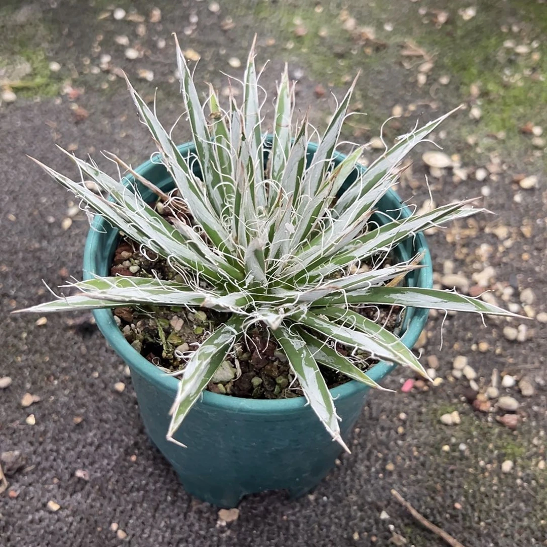 日系纯树冰龙舌兰植物