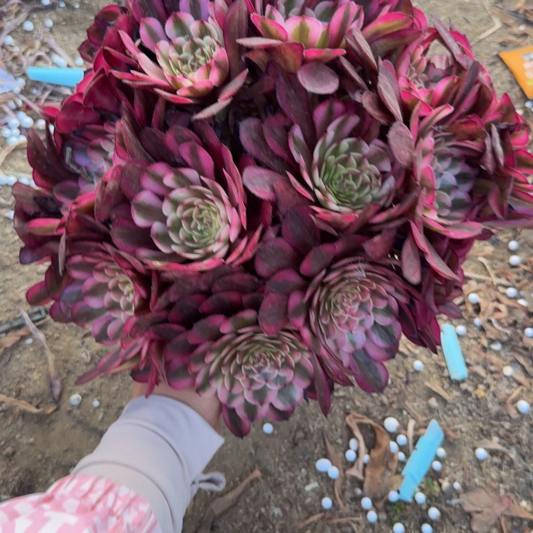 2479白月光 多肉植物