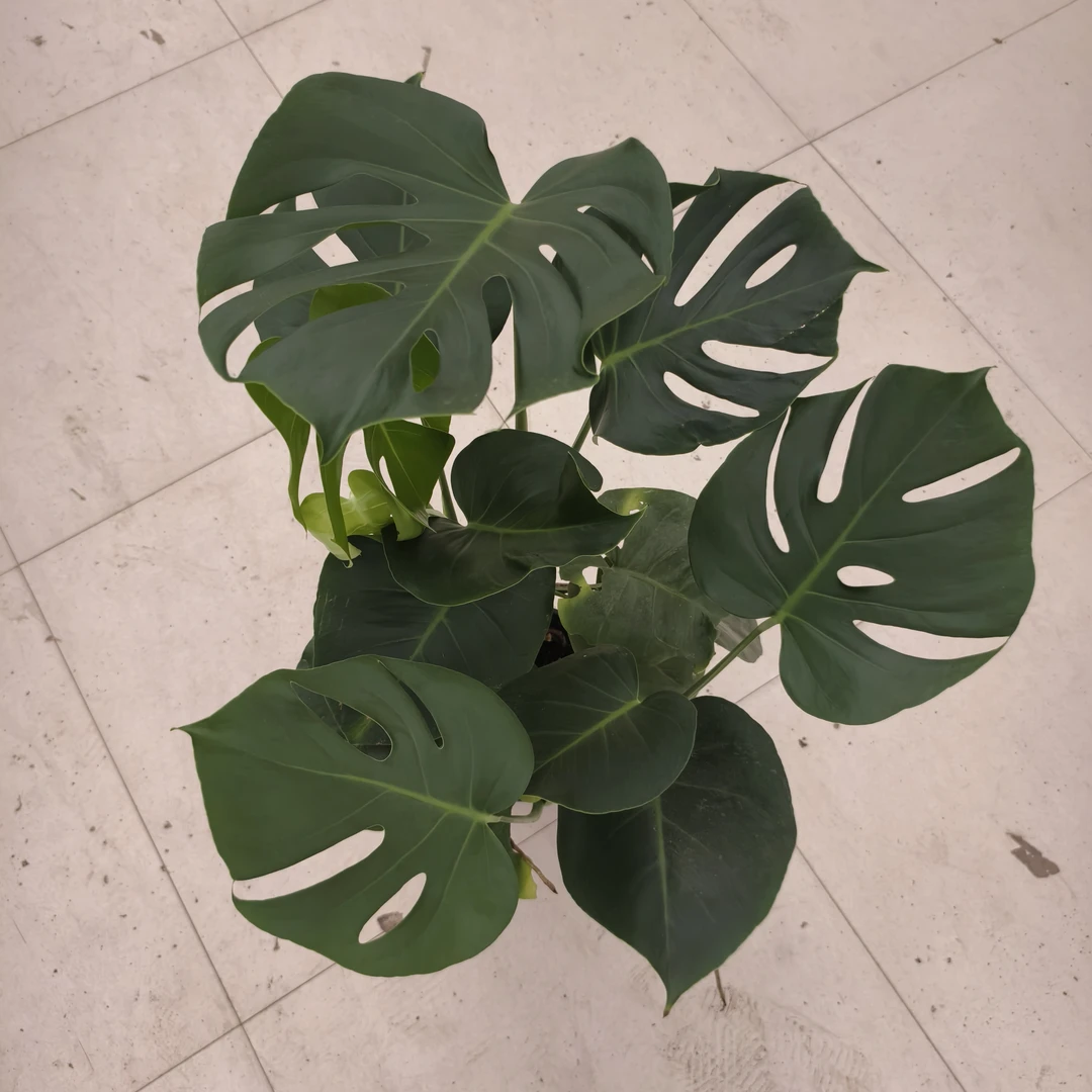 大叶开背龟背竹盆栽室内客厅绿植  福利