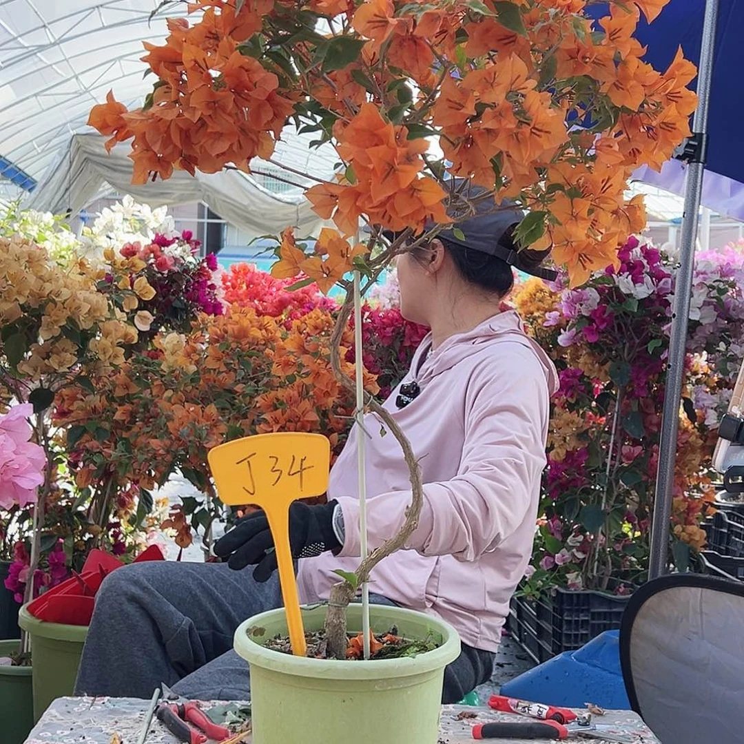 喵***喵大部分花苞少量开放J34橙桑巴