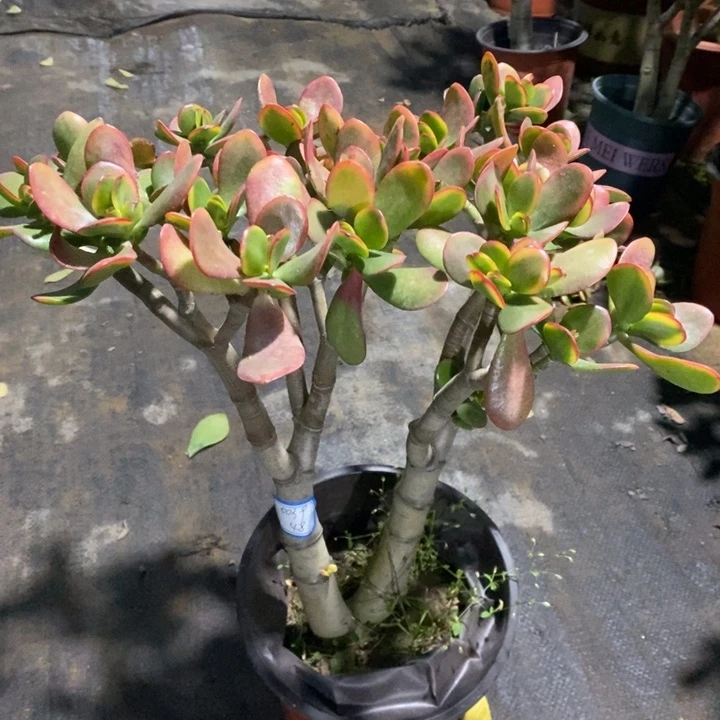 黄金花月一物一拍