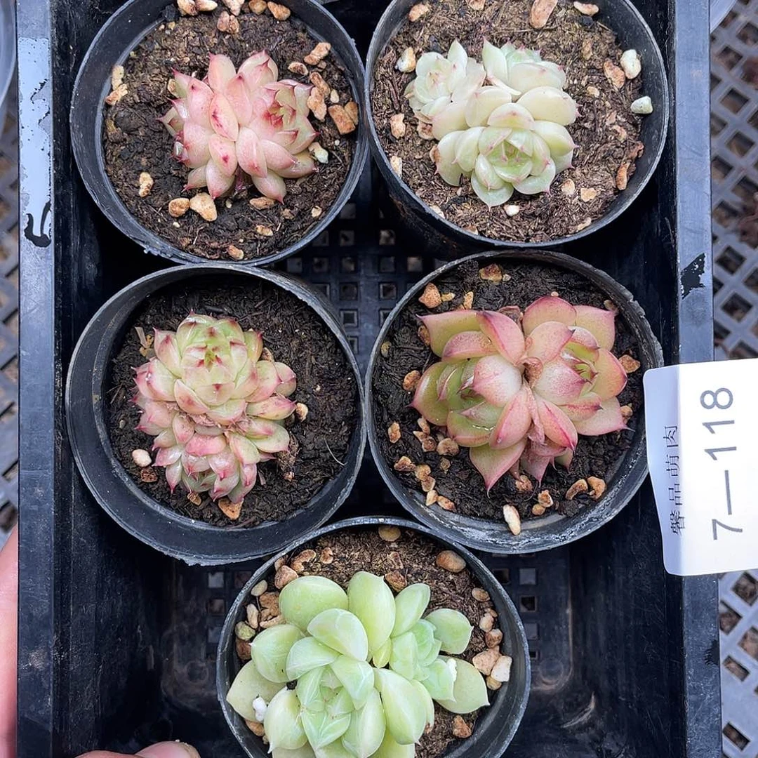 多肉一物一拍多肉7-118