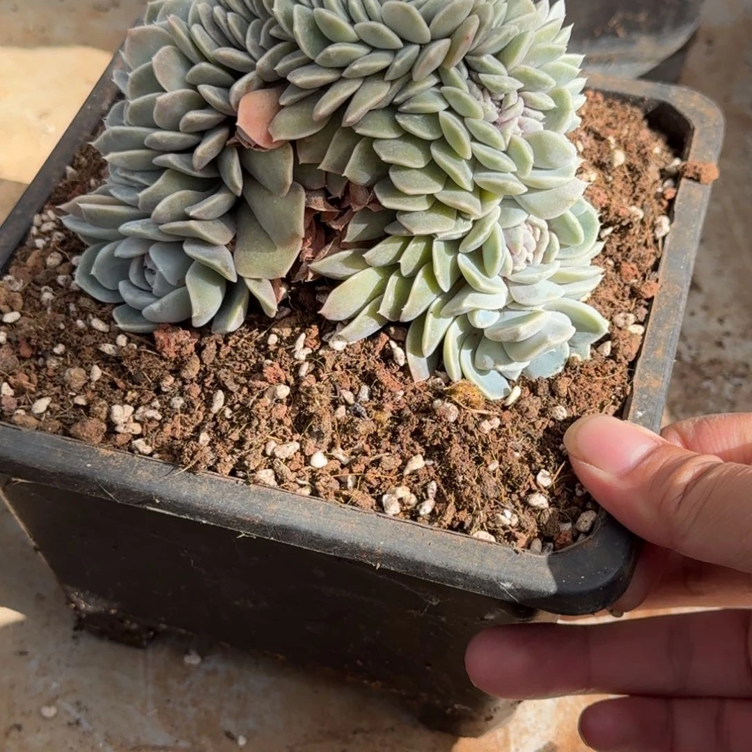 多肉植物链接汉堡