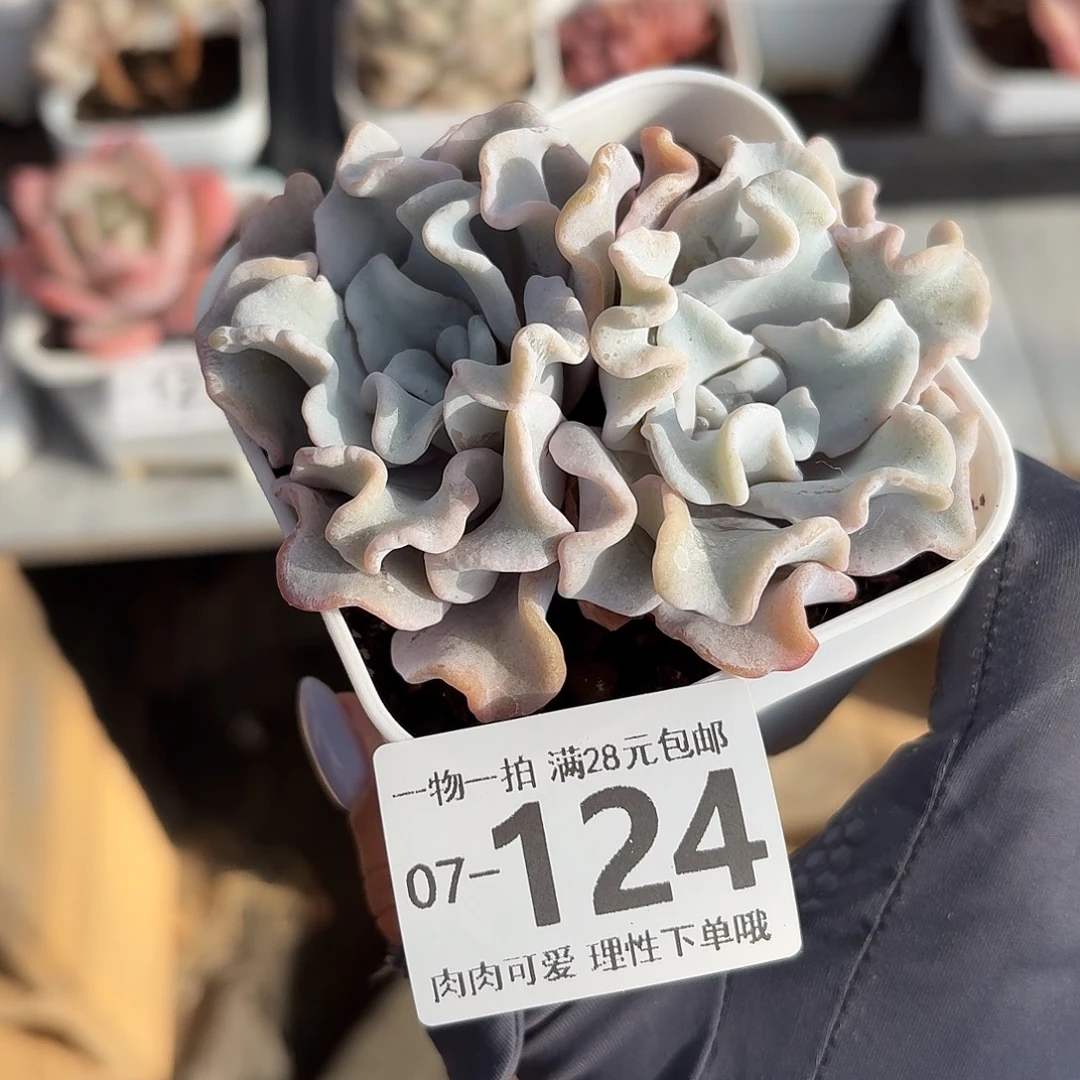 芭蕾舞者无盆土发货无