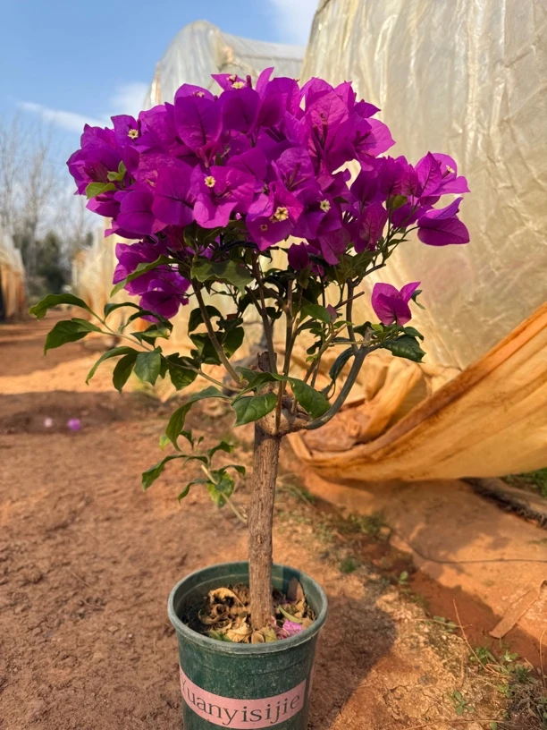 【安格斯云南紫】三角梅绿植花卉带盆带土带花运输途中掉花落叶正常