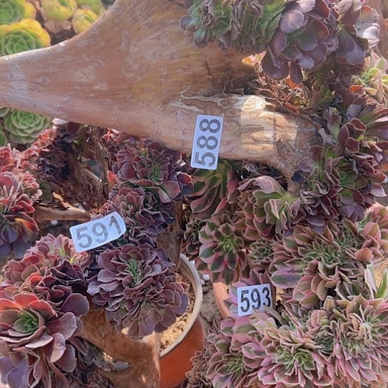 用***2多肉植物三个法师有一个没根