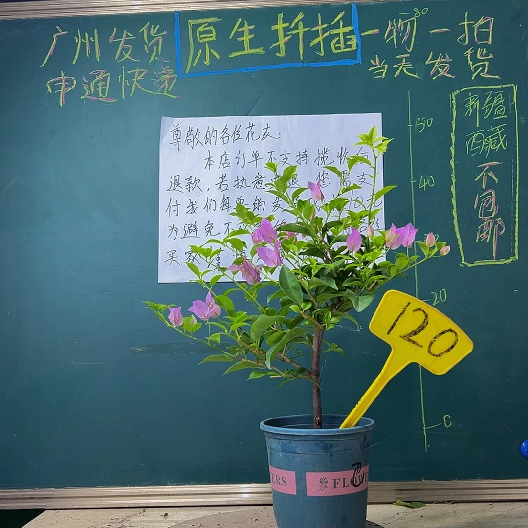 当前无花栽培后可以开花巴西紫120