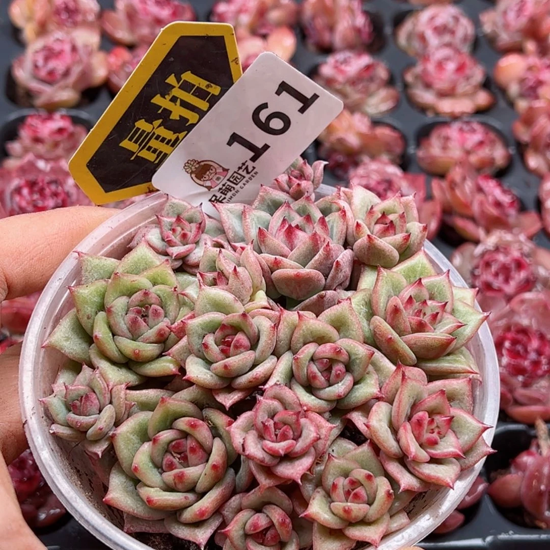 多肉植物多肉植物