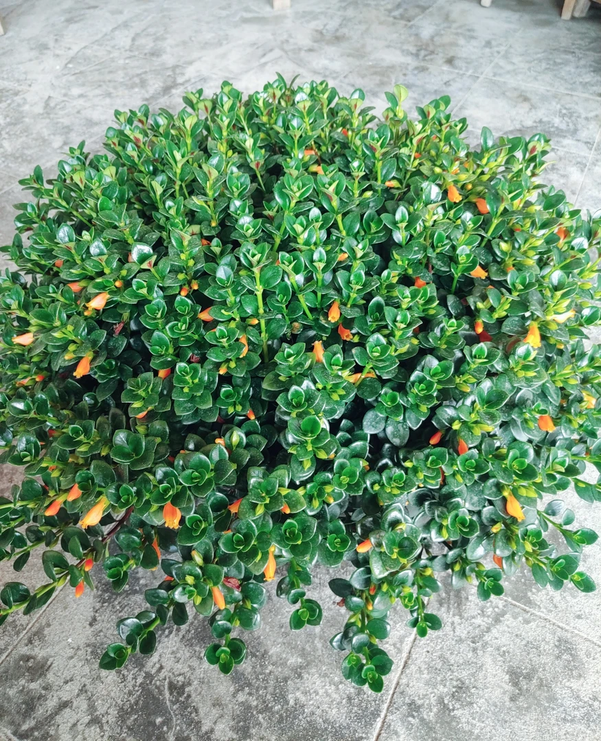 老桩大盆金鱼花客厅阳台四季常青净化空气