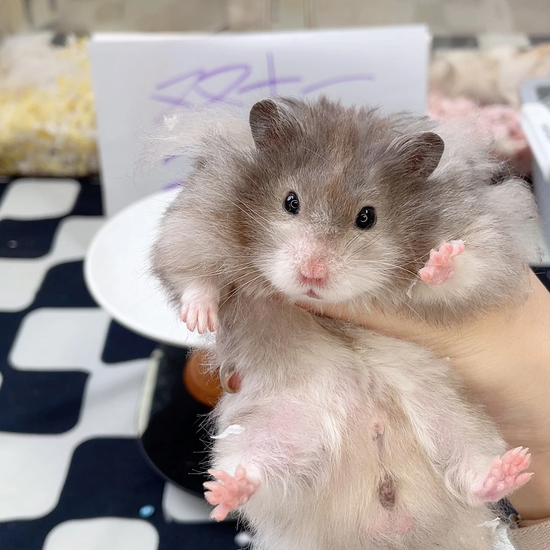 直黑波弟弟 6.9生日 50