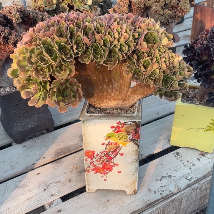 多肉的鱼也太香甜的嘛