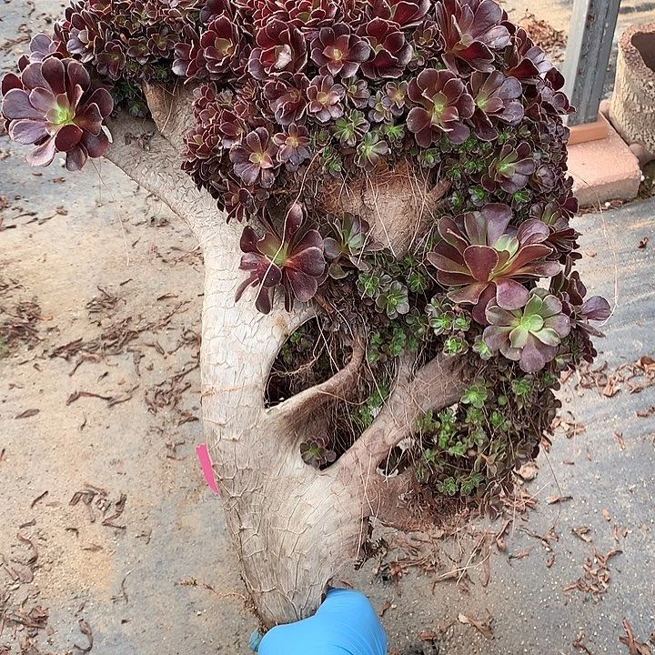 欧朵朵脱土发货啊