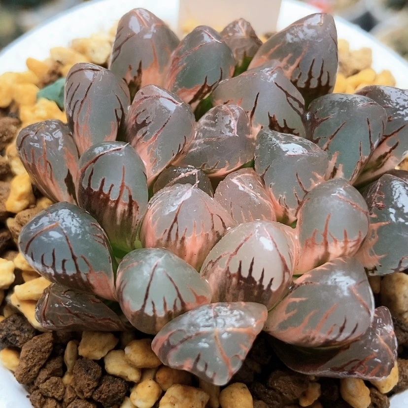 【闪购商品】袅*实生锦29