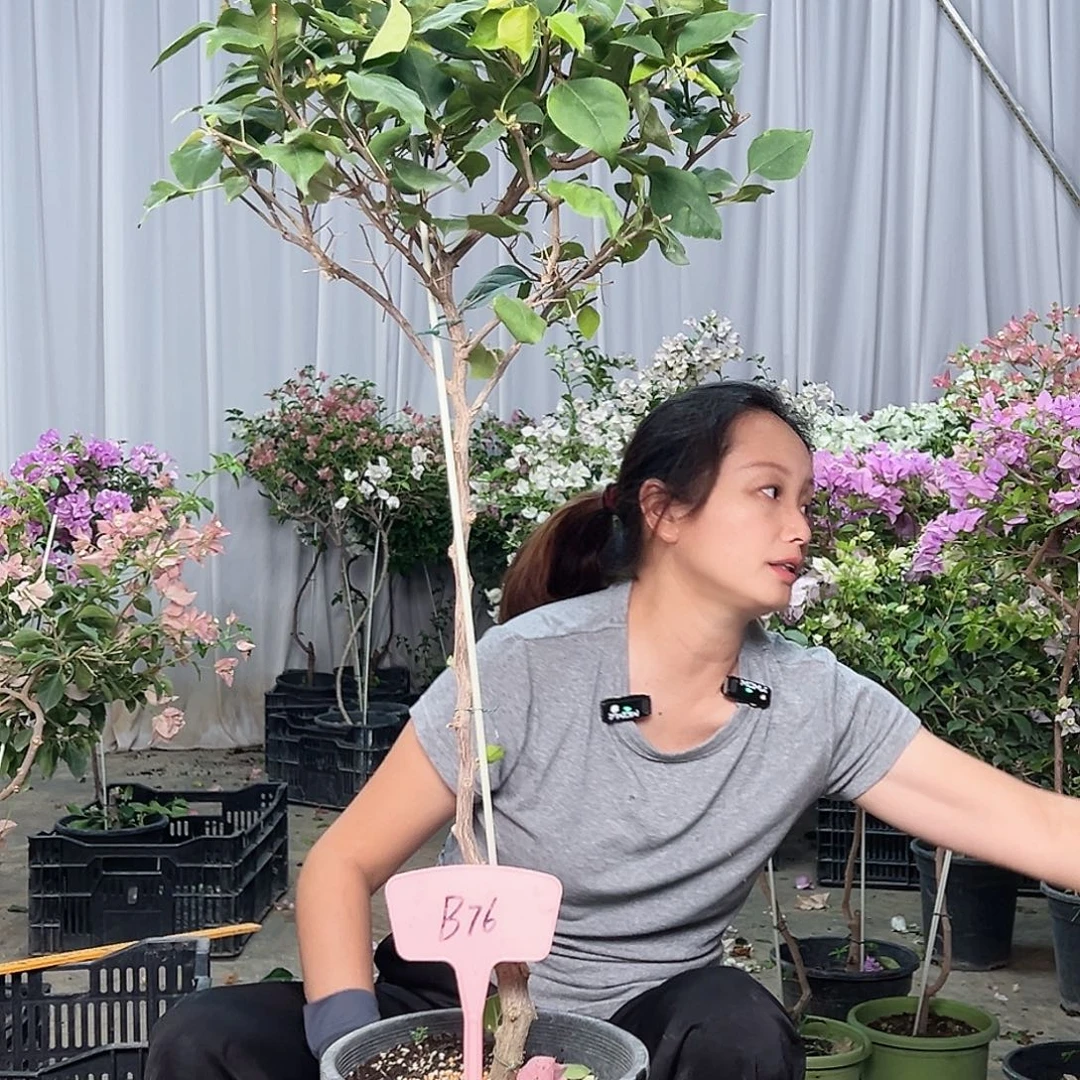 贤***院当前无花栽培后可以开花B76不甜西瓜