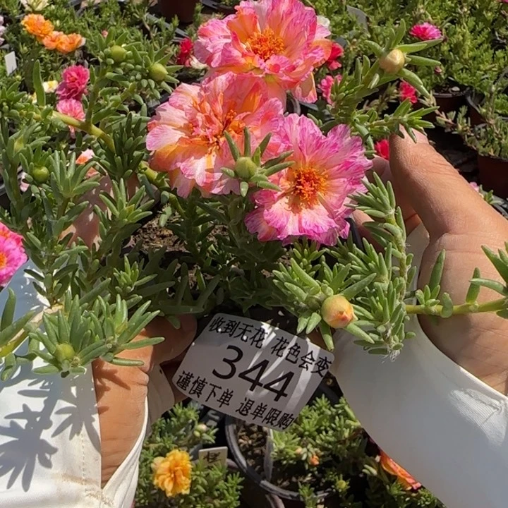 无花朵344超小苗盆口10cm