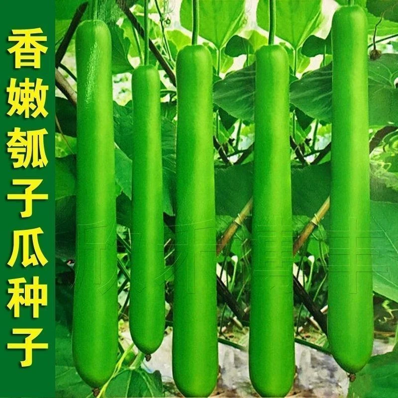 香嫩瓠子瓜种子薄皮长瓠瓜早熟春秋蒲瓜菜葫芦庭院爬藤菜蔬菜种子