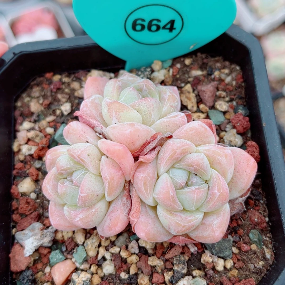 风靡园艺老桩冰玉群