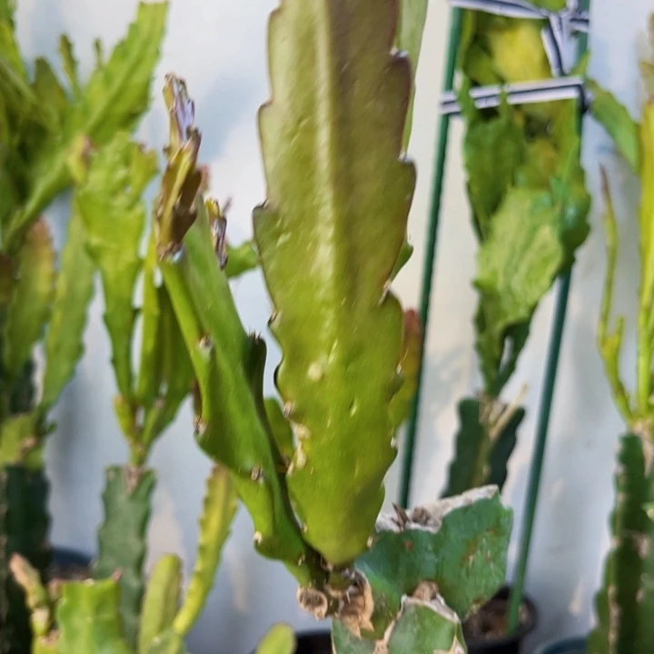 当前无花栽培后可以开花237