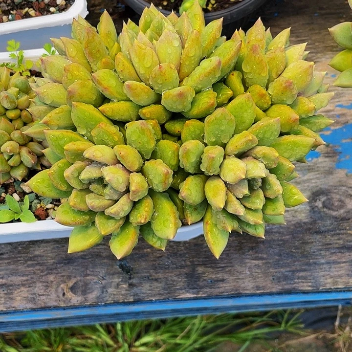 海***鸥多肉植物发货象牙