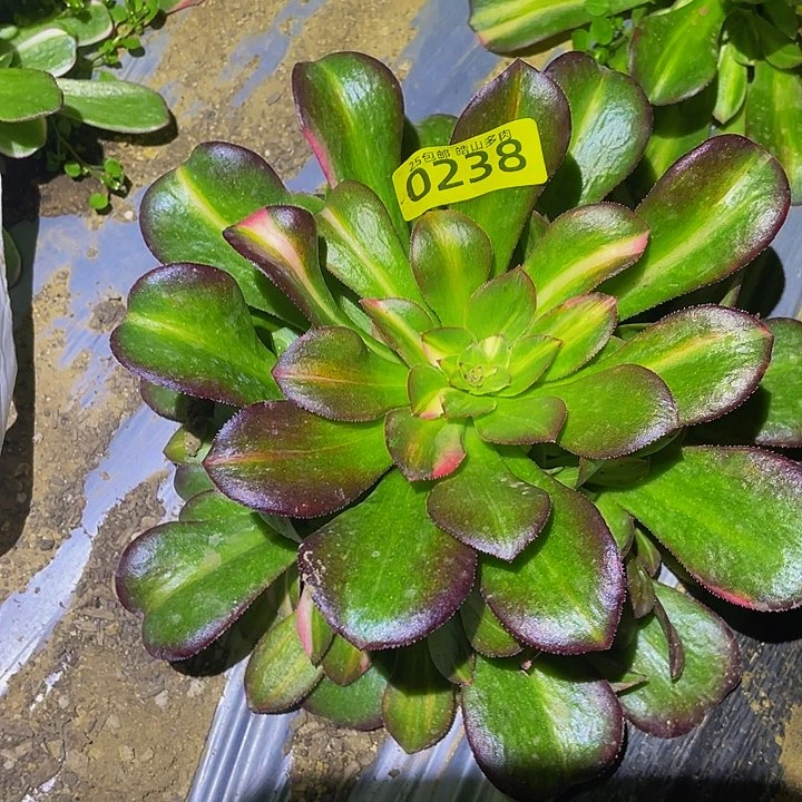 0238韶秀中班七彩多肉植物