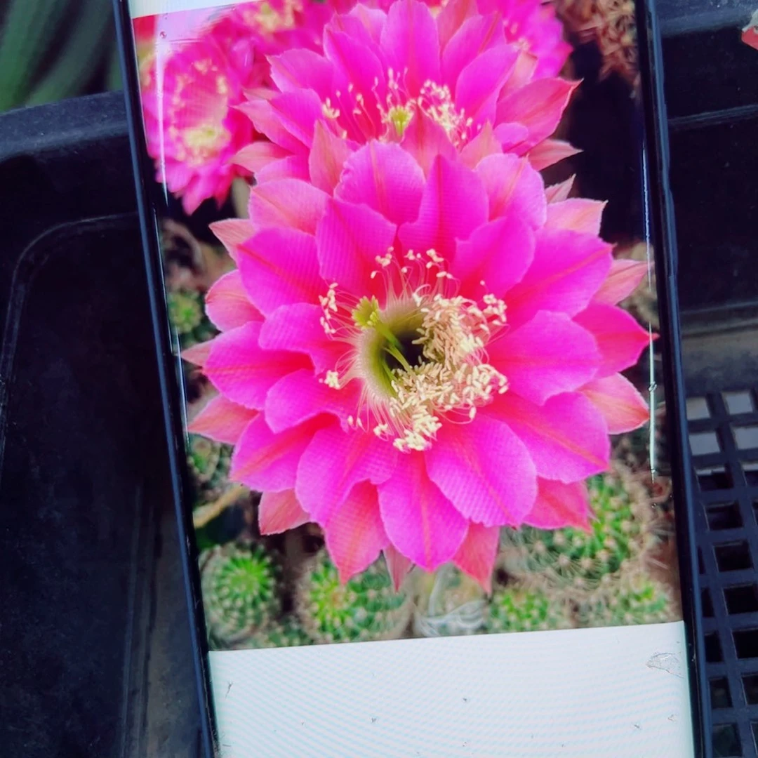 下48彩草90 歪无根侧芽4公分左右20包邮