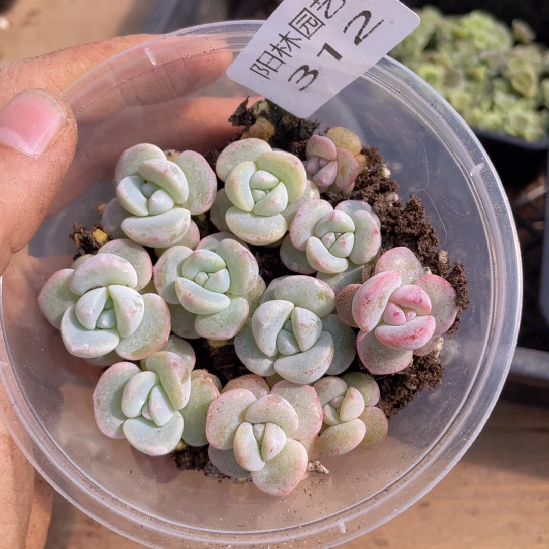 多肉植物多肉植物312