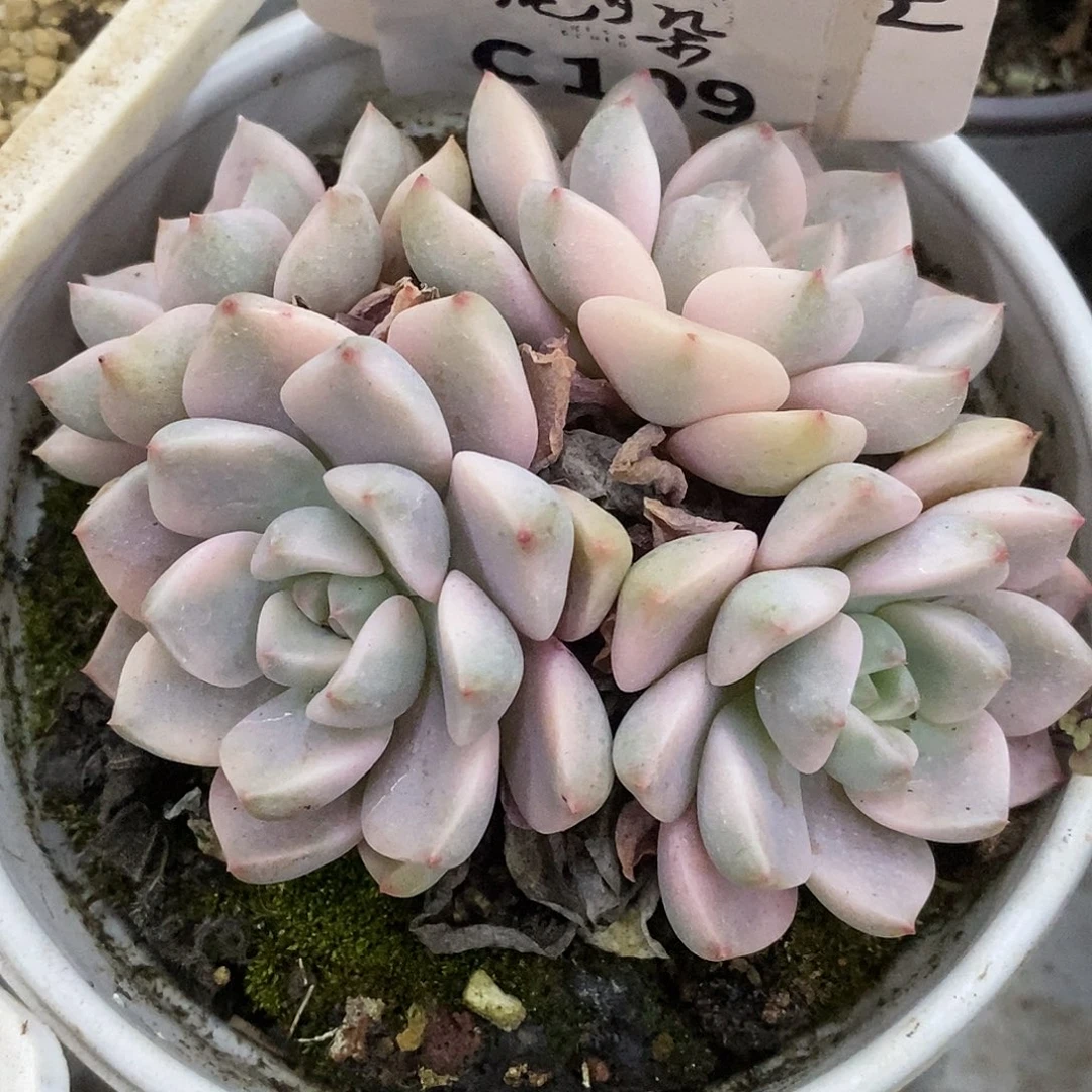 109寄养哈哈哈哈哈哈