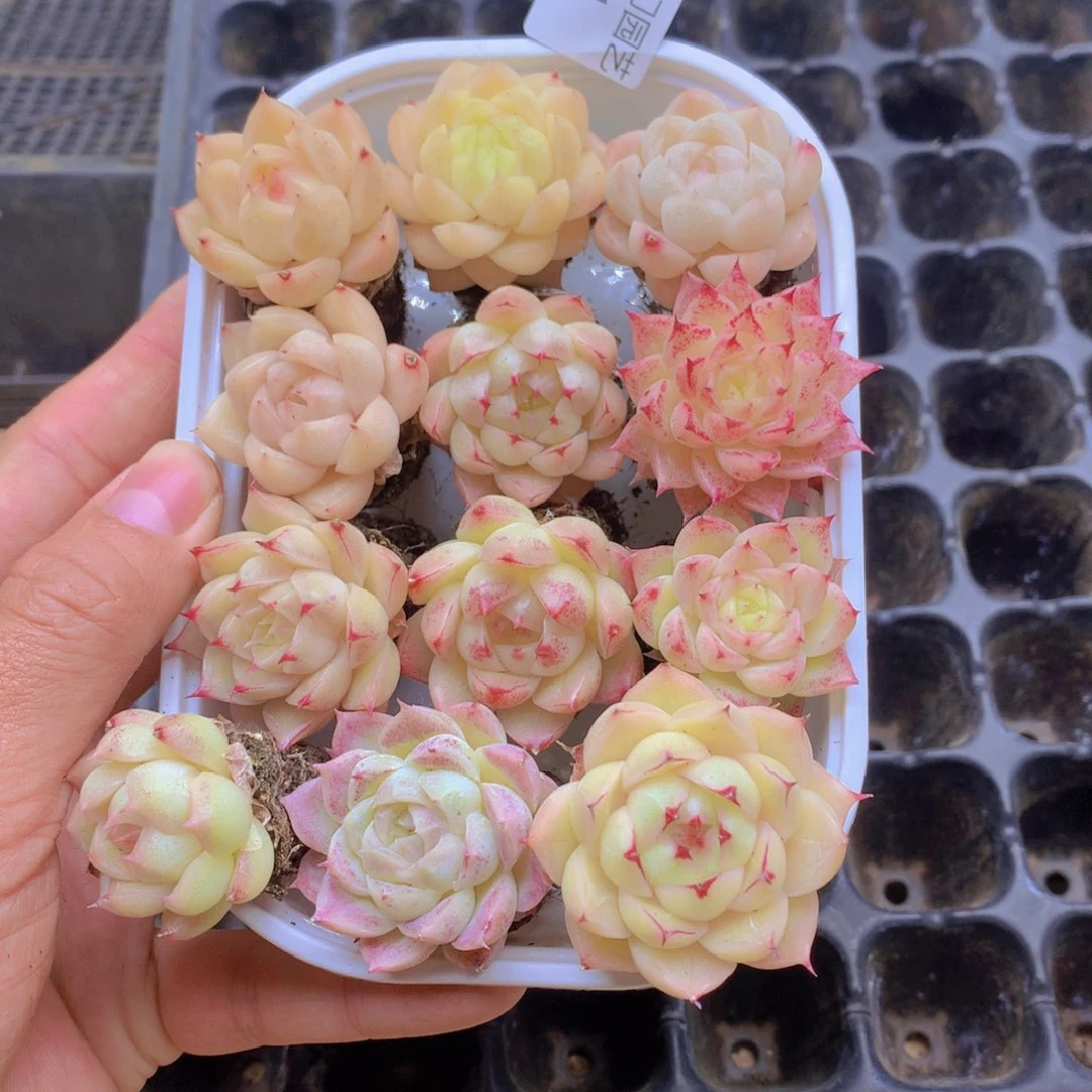 我要去看你了啊071