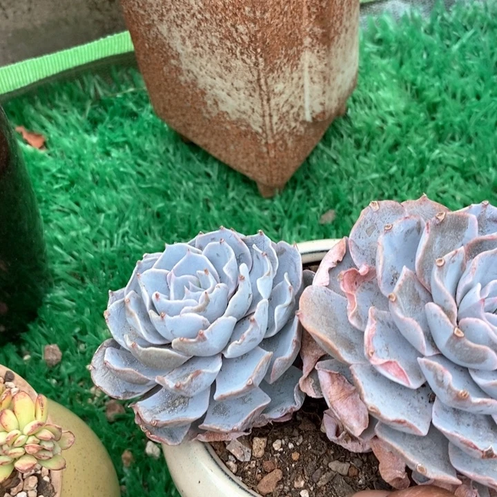 老桩蓝石莲无砍多肉