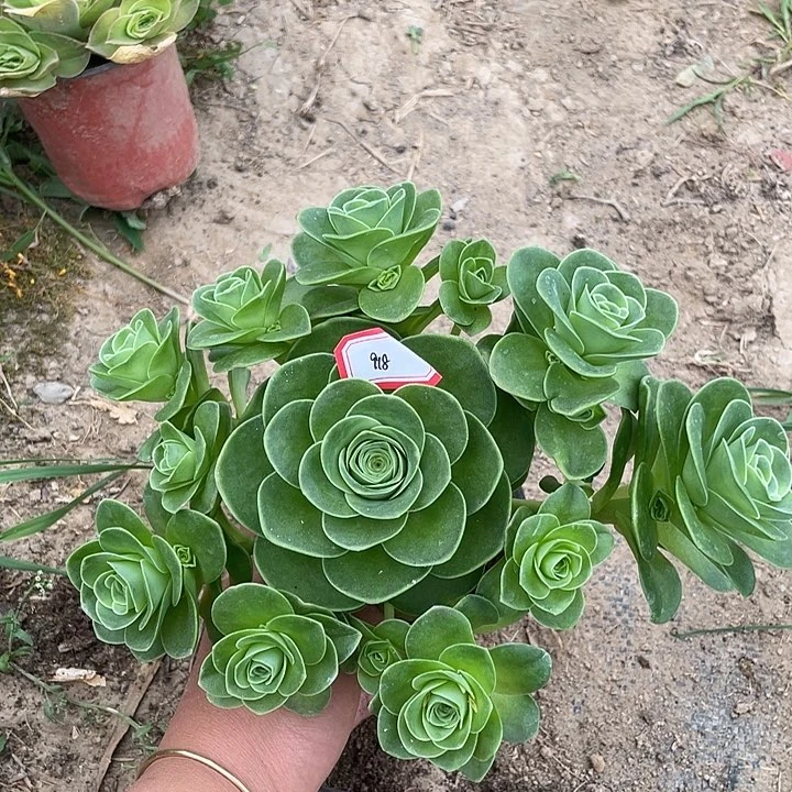 山地玫瑰多肉 918