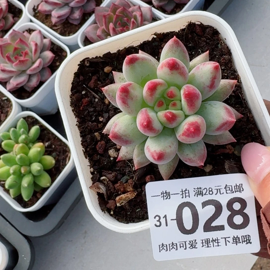 虞美人多肉无盆土发货无盆