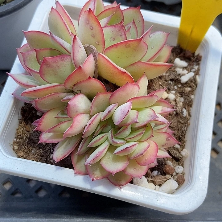 奈***波多肉植物缀6097多肉