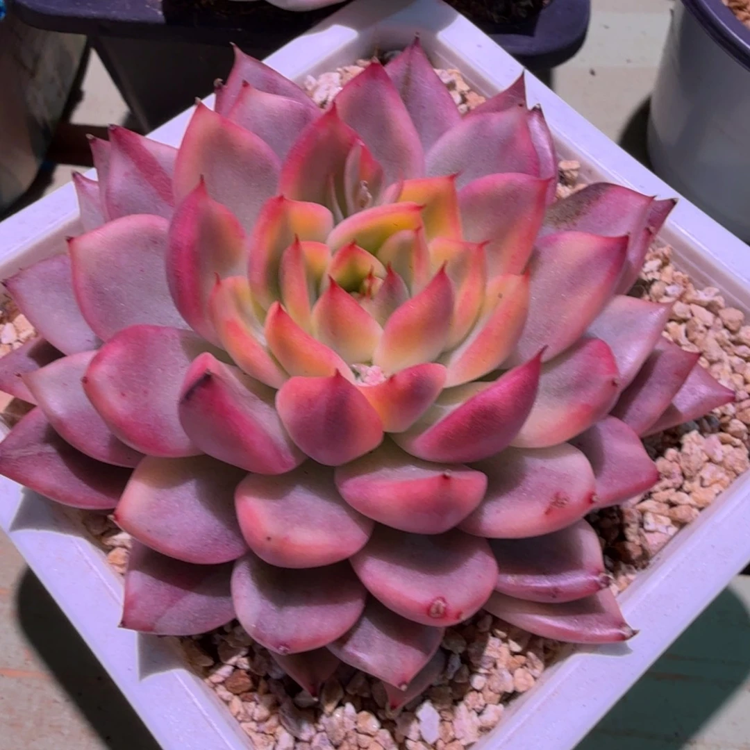 黑水晶长睫毛锦，锦上园艺一物一拍