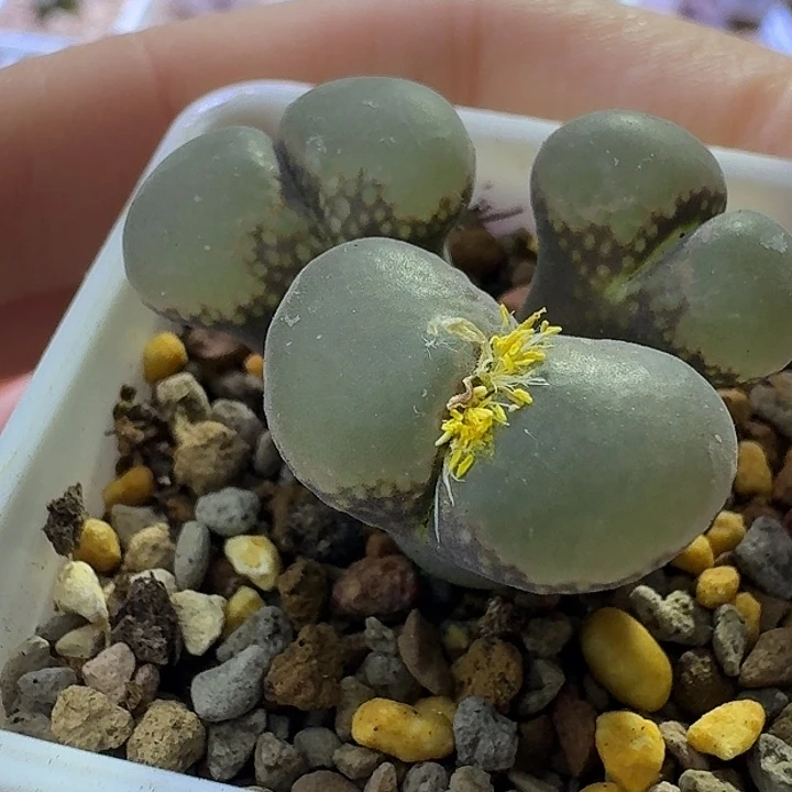 16号三头风铃一物一拍