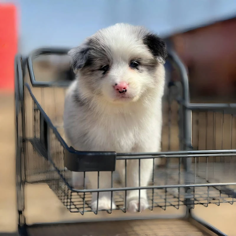 【盛世非凡】宠物活体小狗狗幼犬家养中型犬边境牧羊犬