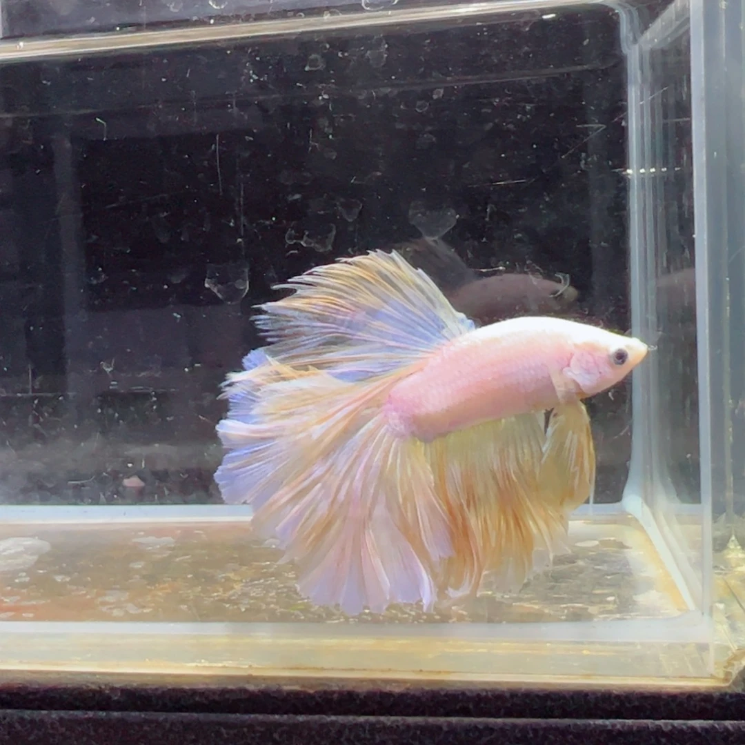 斗鱼浅色特殊尾hhhh