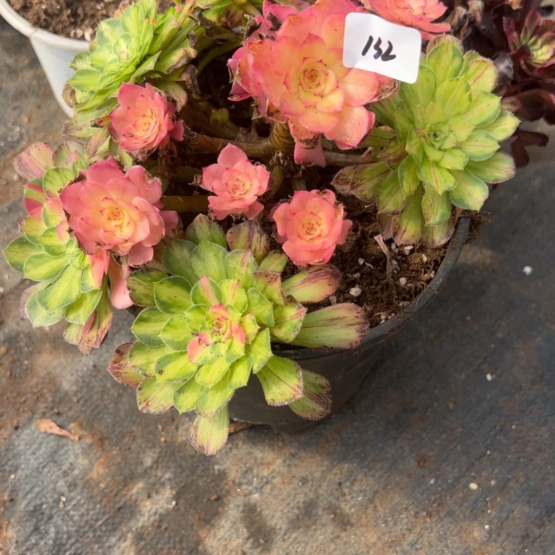 132知否多肉嘻嘻嘻