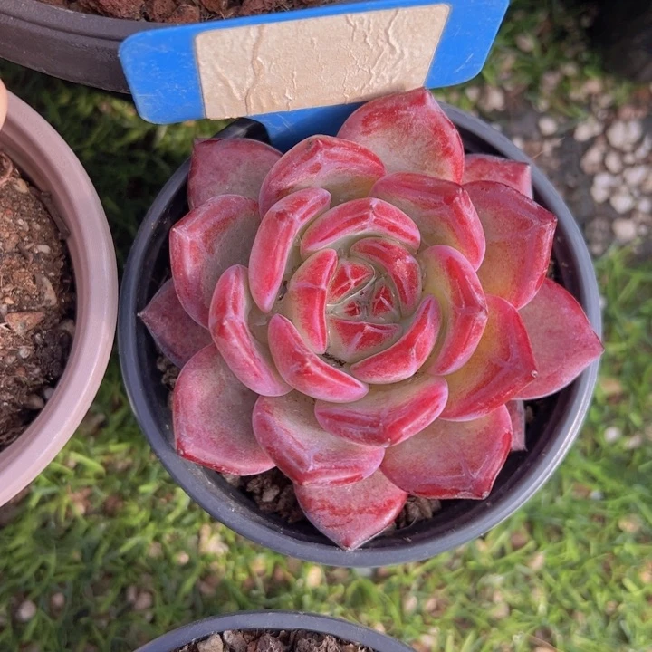 健健康康平平安安