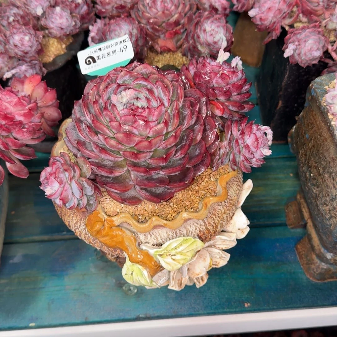 清****༇从前慢雪花多肉49