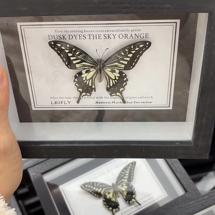 七寸新背景柑橘凤蝶