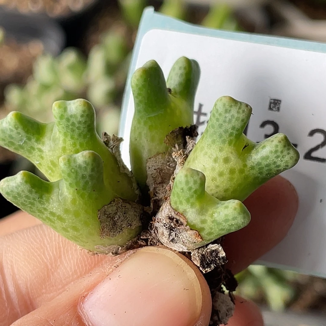 13-27鹿角斑马肉锥