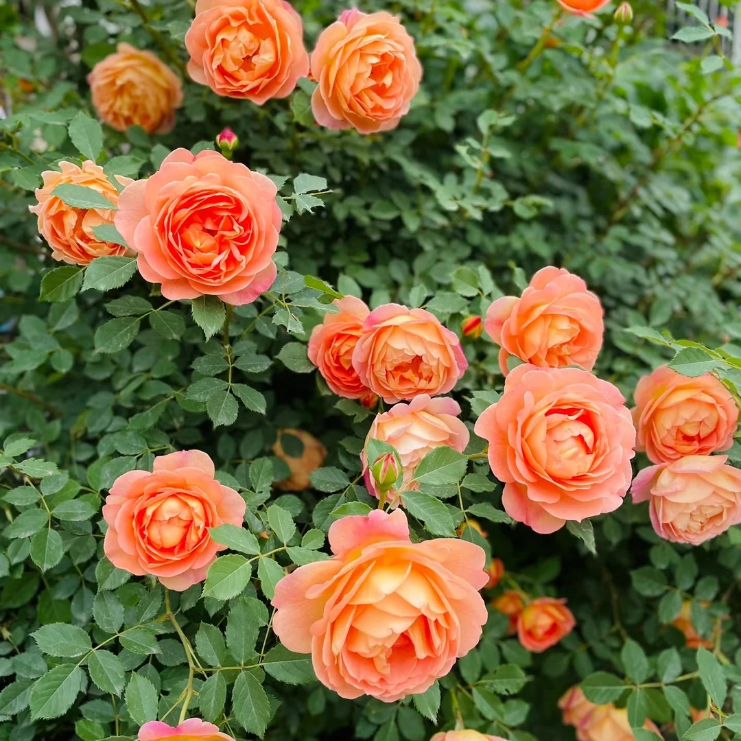 2.6米夏洛特夫人爬藤蔷薇藤本特大苗庭院阳台种植四季开花爬藤花