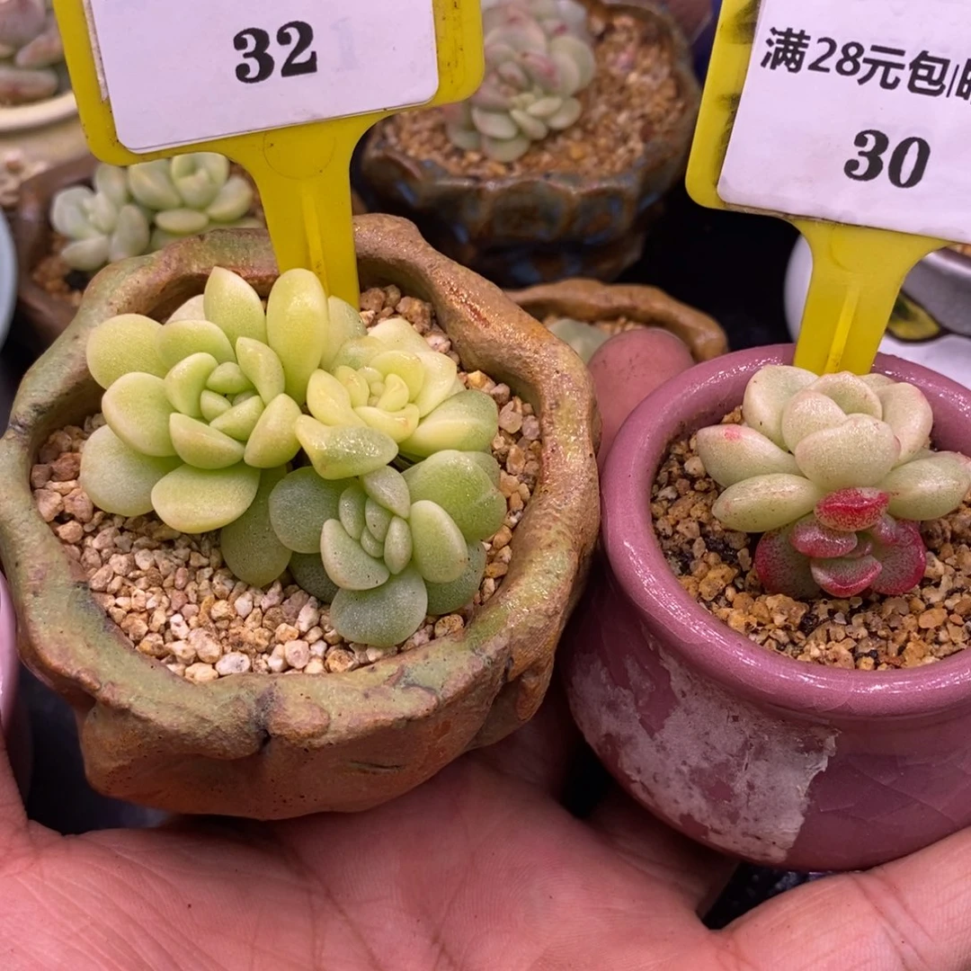 *****2132.230冰玉锦两个…………