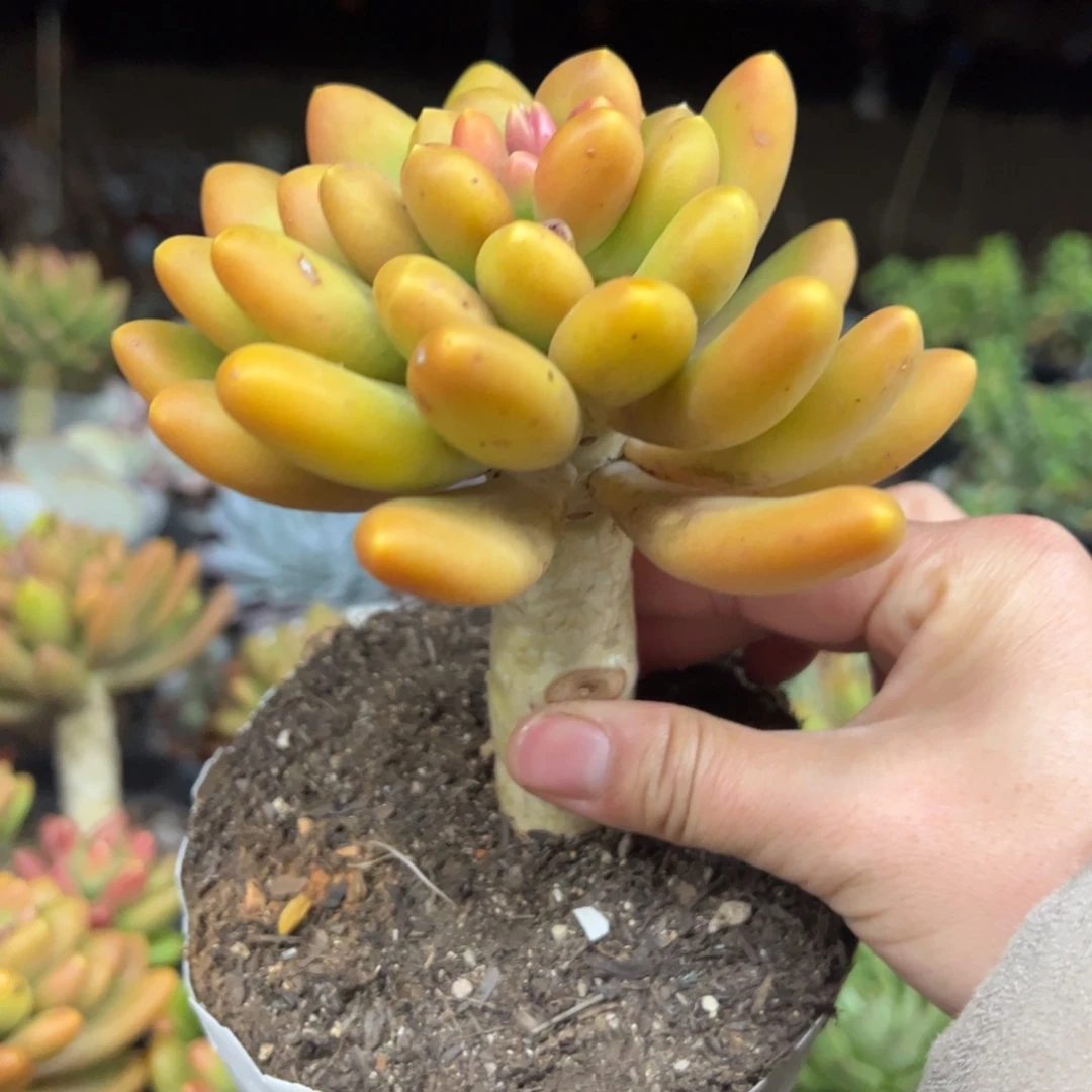 金蝉大单头老桩多肉