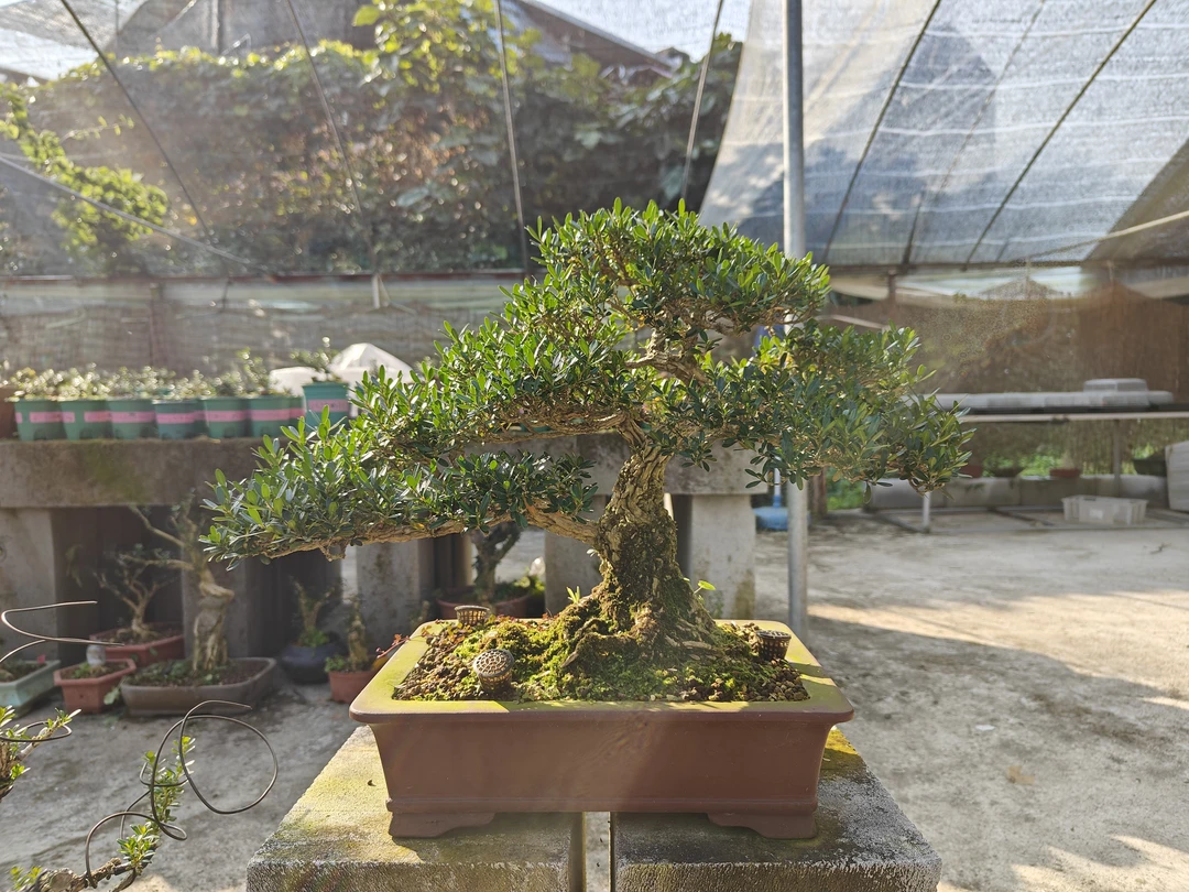 玩家级台湾雀舌黄杨年功桩