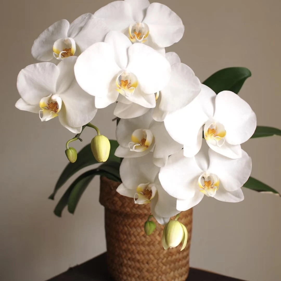 温莎   3.5寸精品蝴蝶兰基地直发